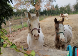 WhatsApp-Image-2024-12-03-a-125920af1ca53f