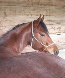 946199325505675223144591948404994638086144n