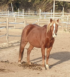 received318404306619132