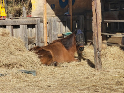 4162864284055113787164848194023657999701359n